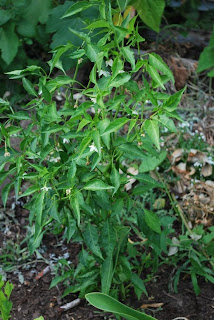 Growing thai peppers